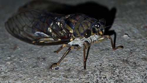 Macrosemia pieli