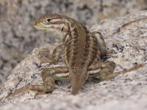 iNaturalist observation photo of Common Sagebrush Lizard