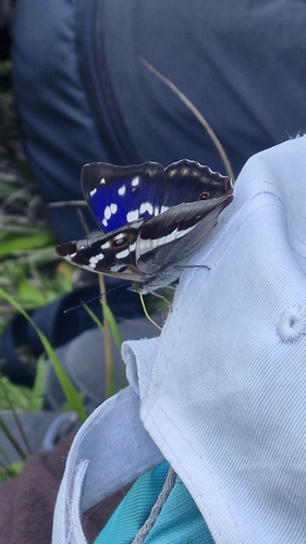 Purple Emperor