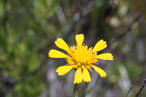 oneflower honeycombhead