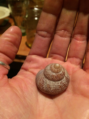 Maurea punctulata