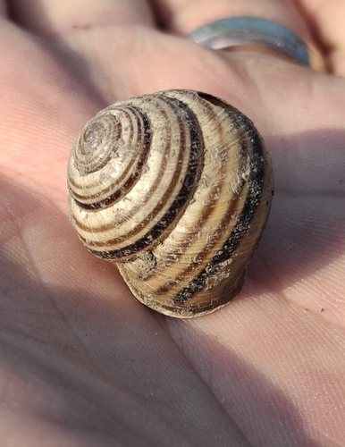 Vineyard Snail