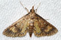 Niphograpta albiguttalis
