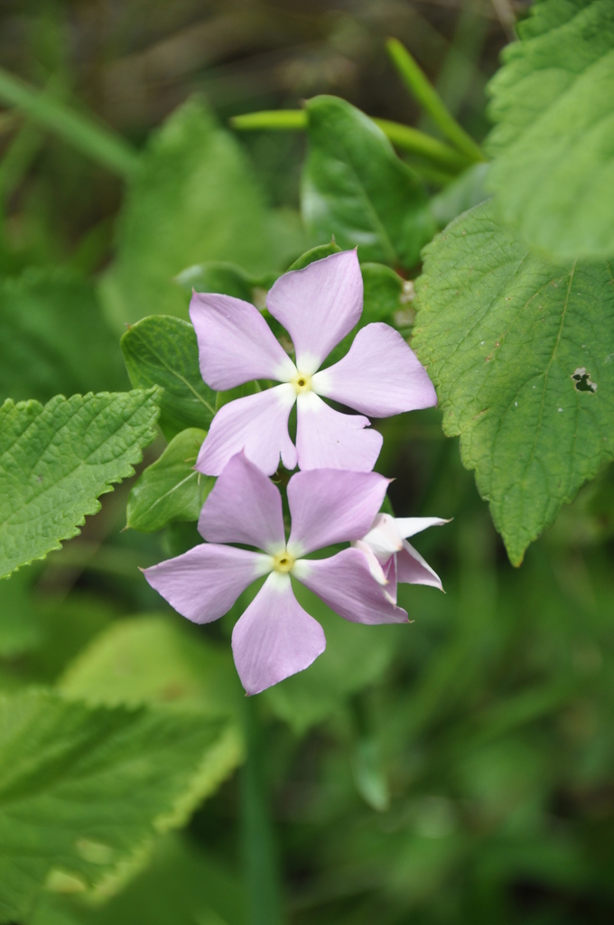 Catharanthus longifolius