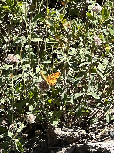 iNaturalist observation photo of Fritillaries