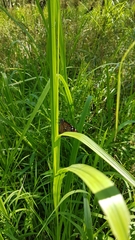 Danaus eresimus plexaure