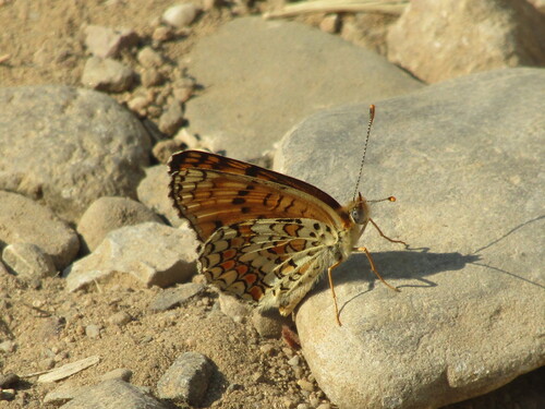 Knapweed Fritillary