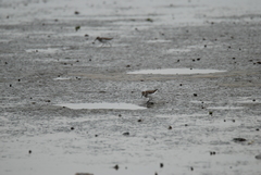 Calidris fuscicollis
