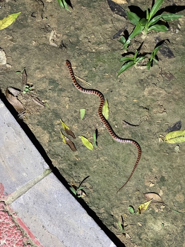 Red-banded Snake