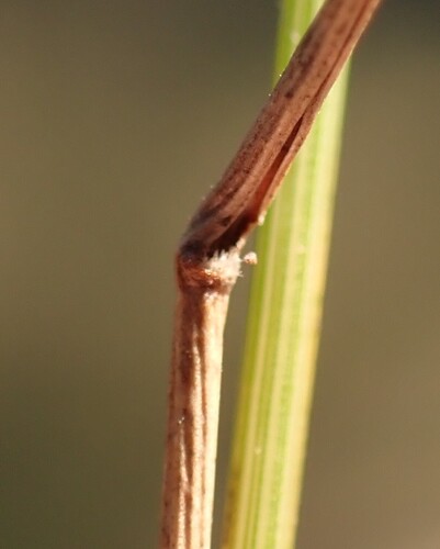 Eragrostis capensis, photograph 4