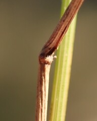 Eragrostis capensis, photograph (c) Dave U, some rights reserved (CC BY-SA)
