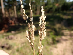 Eragrostis capensis, photograph (c) Dave U, some rights reserved (CC BY-SA)