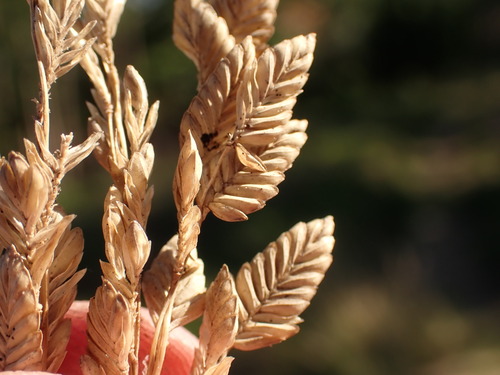 Eragrostis capensis, photograph 2