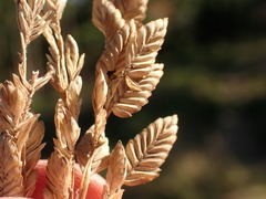 Eragrostis capensis, photograph (c) Dave U, some rights reserved (CC BY-SA)