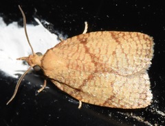 Cenopis chambersana