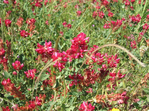 Sulla coronaria, photograph 2