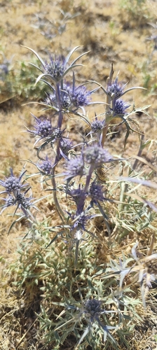 Eryngium dilatatum
