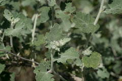 Malacothamnus fremontii