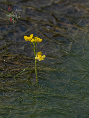 delicate bladderwort