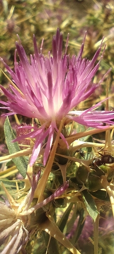 purple star-thistle