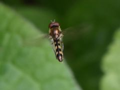 Platycheirus scutatus