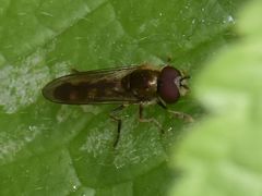 Platycheirus scutatus