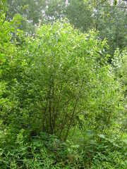 Salix serissima