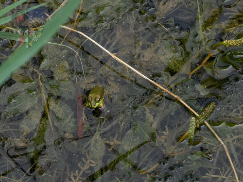 Eastern Golden Frog