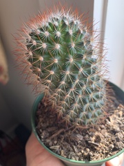 Mammillaria spinosissima
