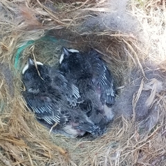 Sitta carolinensis
