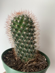Mammillaria spinosissima