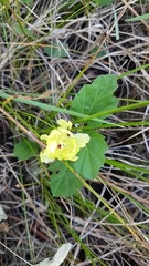 Cienfuegosia drummondii