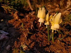 Narcissus triandrus pallidulus