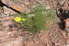Harbouria trachypleura