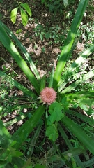 Ananas comosus bracteatus