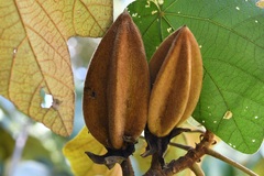 Chiranthodendron pentadactylon, photograph (c) Neptalí Ramírez Marcial, some rights reserved (CC BY)