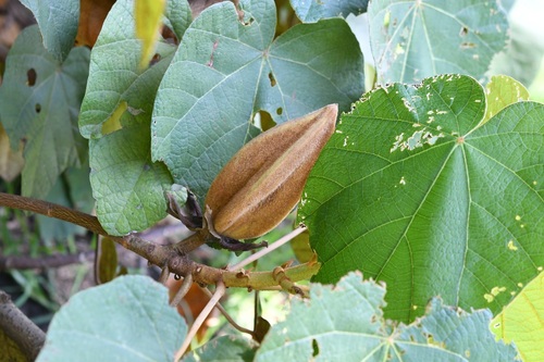 Chiranthodendron pentadactylon, photograph 6