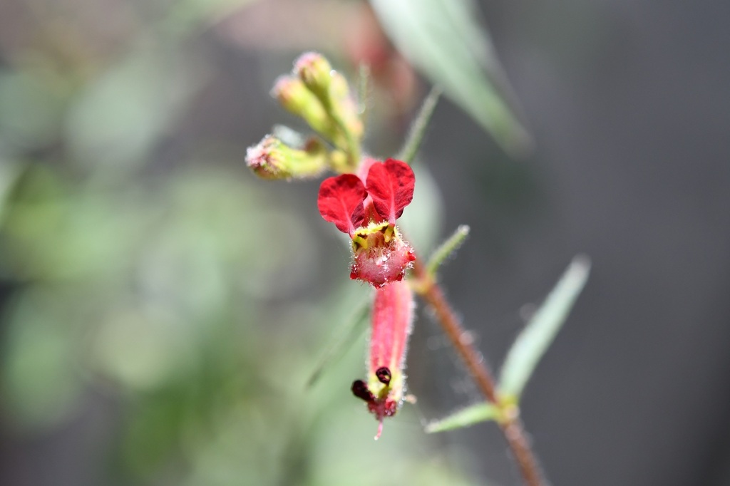 Cuphea hookeriana; photograph (c) Neptalí Ramírez Marcial, some rights reserved (CC BY)