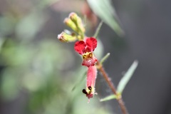 Cuphea hookeriana