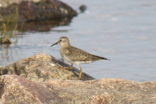Correlimos de Temminck (Calidris temminckii)