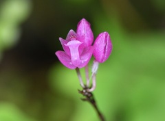 Domingoa purpurea