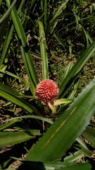 Ananas comosus bracteatus