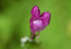 Domingoa purpurea, photograph (c) Neptalí Ramírez Marcial, some rights reserved (CC BY)