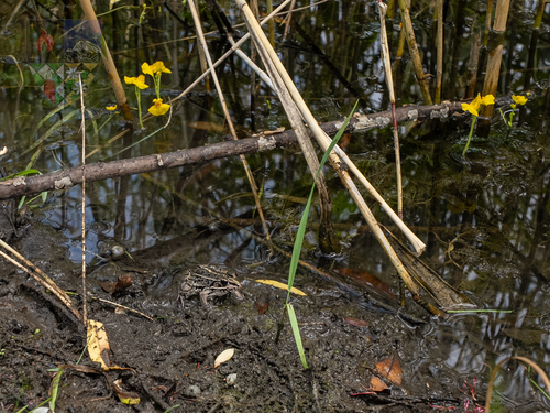 Black-spotted Frog
