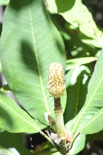 Magnolia sharpii, photograph 2
