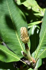 Magnolia sharpii