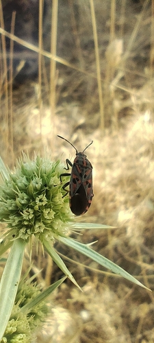 Spilostethus saxatilis