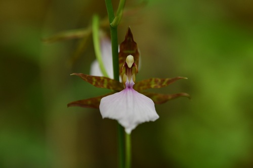 Rhynchostele bictoniensis, photograph 6