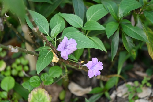 Ruellia breedlovei, photograph 1