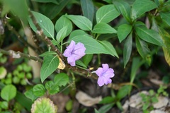 Ruellia breedlovei, photograph (c) Neptalí Ramírez Marcial, some rights reserved (CC BY)